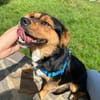 Charlie sucht sein liebevolles Zuhause
