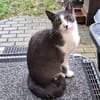 Freddy - Einzelkatze mit Garten/Freigang