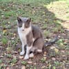Freddy - Einzelkatze mit Garten/Freigang