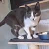 Freddy - Einzelkatze mit Garten/Freigang