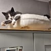 Freddy - Einzelkatze mit Garten/Freigang