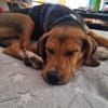 Tadeus  sucht sein Körbchen 🐶