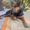 Jessy sucht ihr liebevolles Zuhause