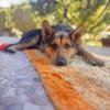 Jessy sucht ihr liebevolles Zuhause