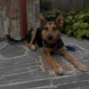Jessy sucht ihr liebevolles Zuhause