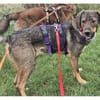Shiloh - wartet in 96160 Geiselwind
