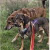 Shiloh - wartet in 96160 Geiselwind