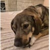 Shiloh - wartet in 96160 Geiselwind
