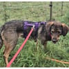 Shiloh - wartet in 96160 Geiselwind