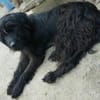 Hunter sucht sein liebevolles Zuhause
