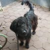 Hunter sucht sein liebevolles Zuhause