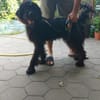 Hunter sucht sein liebevolles Zuhause