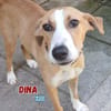 Dina - lebensfreudiger Sonnenschein