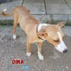 Dina - lebensfreudiger Sonnenschein