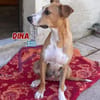 Dina - lebensfreudiger Sonnenschein