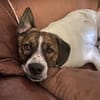 Juditha ist so ein liebes Hundemädchen