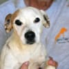 Junggebliebener Spike sucht Zuhause