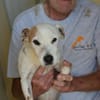 Junggebliebener Spike sucht Zuhause