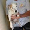 Junggebliebener Spike sucht Zuhause