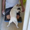 Junggebliebener Spike sucht Zuhause