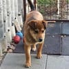 Der kleine Benni sucht Dich!