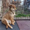 Der kleine Benni sucht Dich!