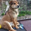 Der kleine Benni sucht Dich!
