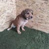 Der kleine Benni sucht Dich!