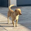 Coco möchte zu Ihnen gehören