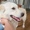 Fanny - liebe Hündin sucht Zuhause