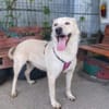 Fanny - liebe Hündin sucht Zuhause
