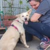 Fanny - liebe Hündin sucht Zuhause