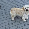Wuschelmaus Bonnie