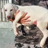 Liebenswerter Giovedi sucht Zuhause