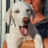 Liebenswerter Giovedi sucht Zuhause