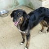 Belli möchte adoptiert werden
