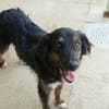 Belli möchte adoptiert werden