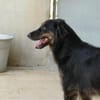 Belli möchte adoptiert werden