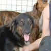Belli möchte adoptiert werden