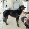 Belli möchte adoptiert werden