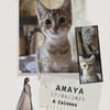 amaya