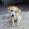 Boukha