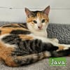JAVA