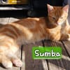 SUMBA