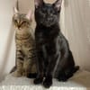 Aura et Maya