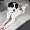 NOTFALLHUND JACKSON sucht dringend🙏🆘