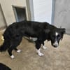 Hübsche Hündin Collie