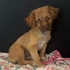 Zauberhafter SIMBA sucht liebe Familie