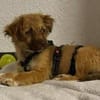 Zauberhafter SIMBA sucht liebe Familie
