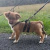Zauberhafter SIMBA sucht liebe Familie